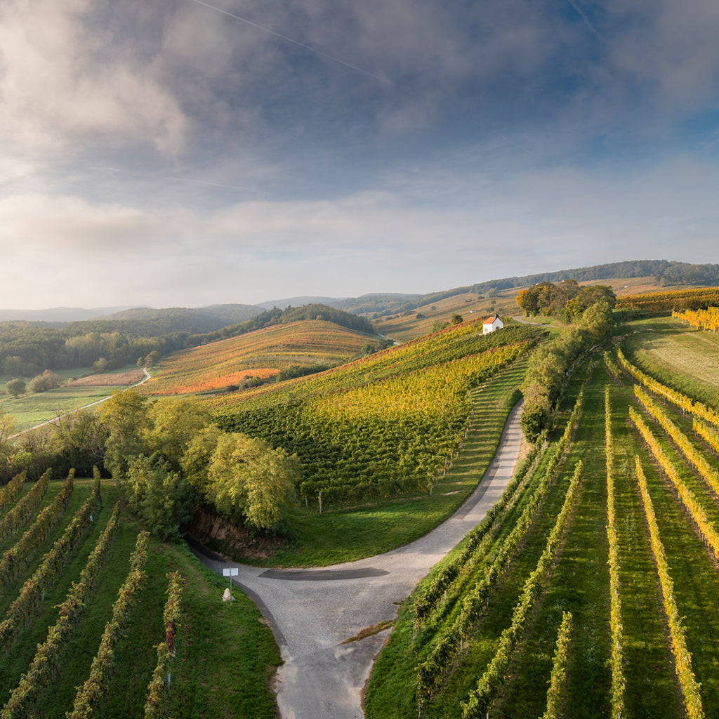 Vineyards in the Burgenland Region of Austria