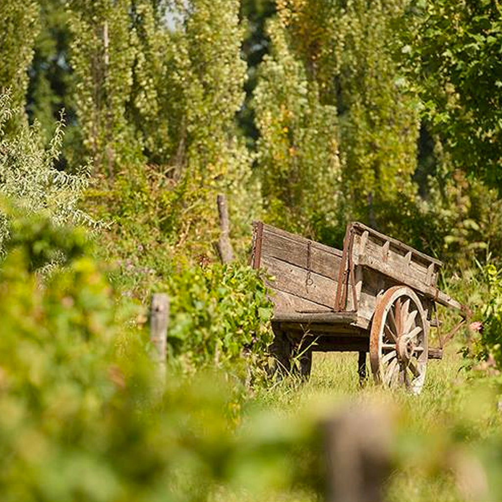 Old cart in Mendoza vineyard