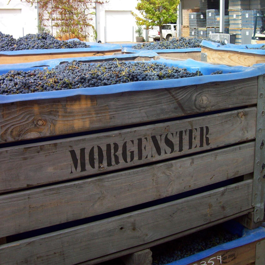 Morgenster Red Wine Grapes in Harvest Crates