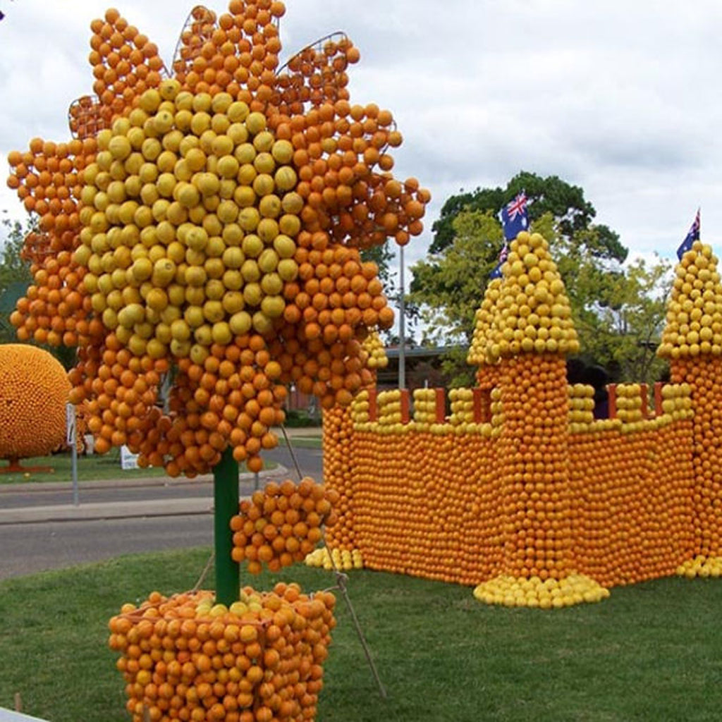 Citrus Display in Griffith, NSW