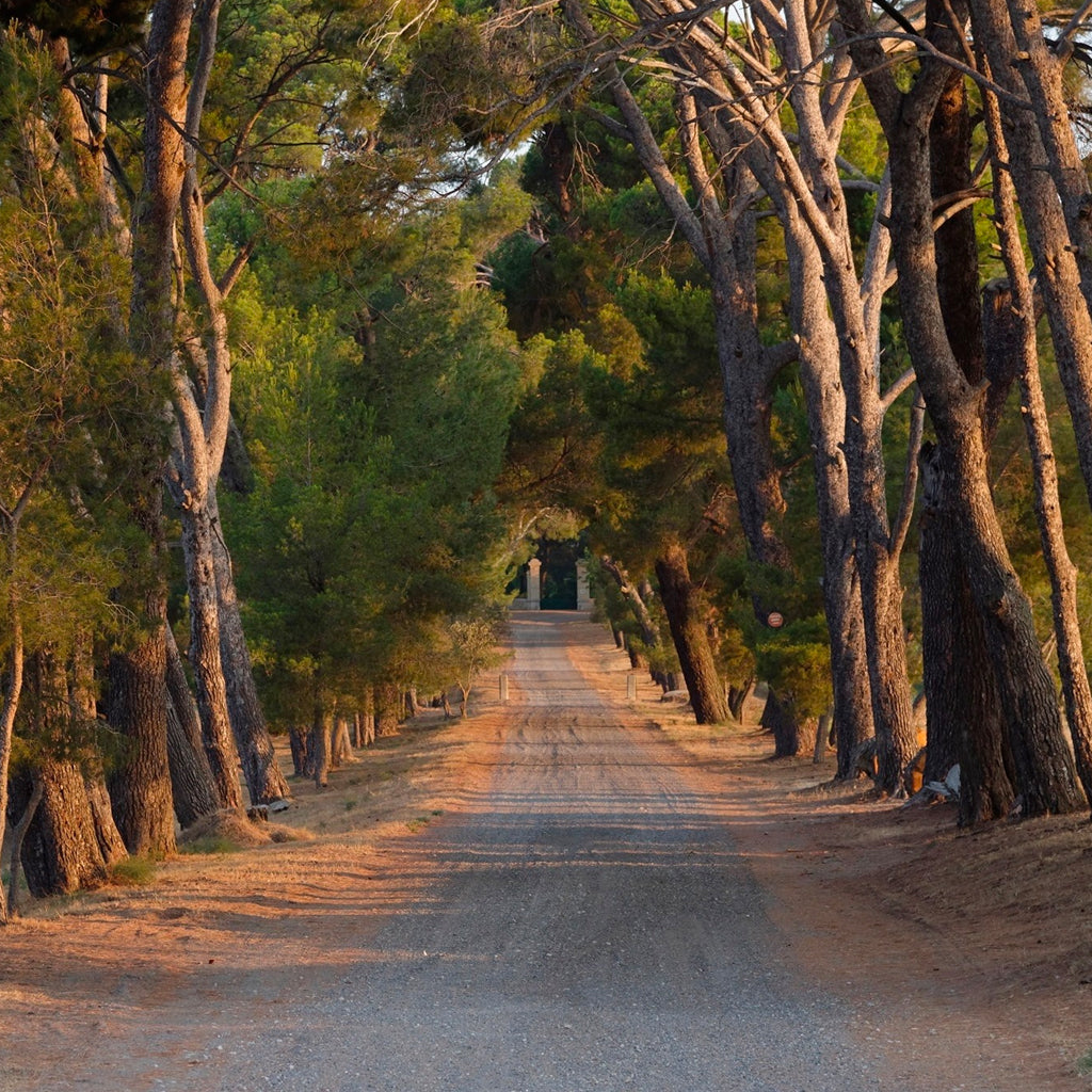 Tree lined avenue to Domaine Font-Mars in Pinet