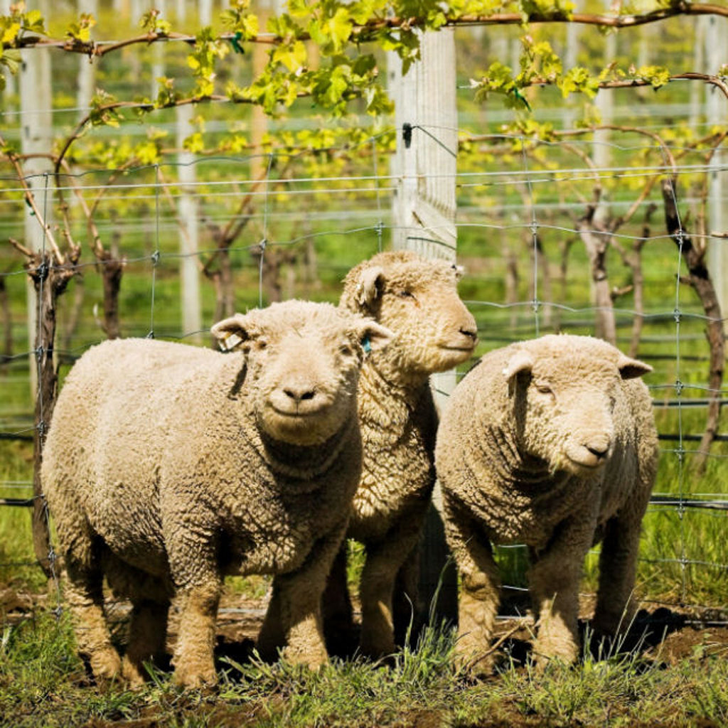 Babydoll Sheep in Yealands Vineyards