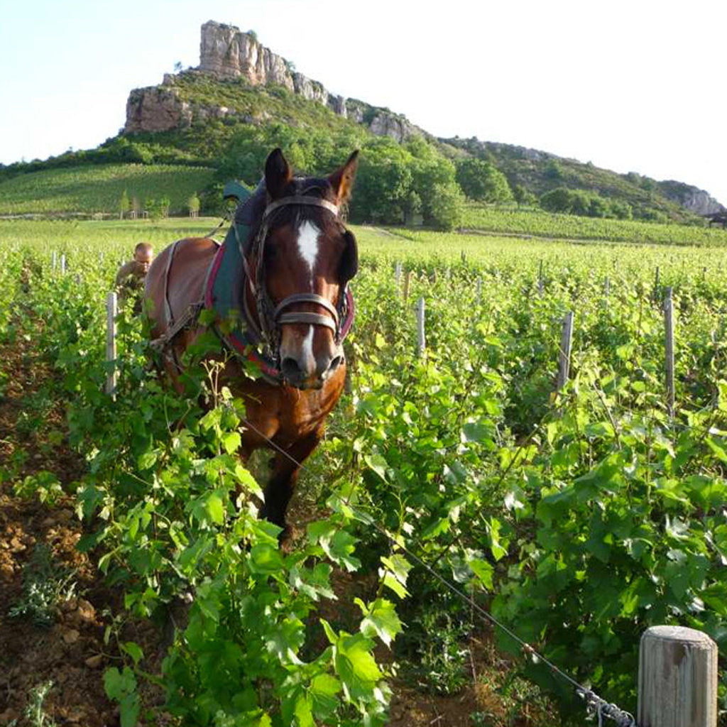 Horse Working the Maison Auvigue Vineyards