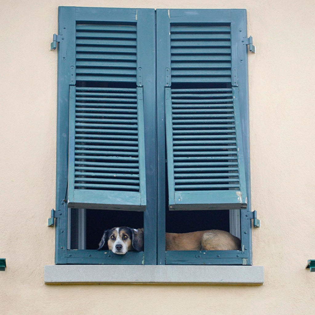 Dog looking through window at Ornellaia