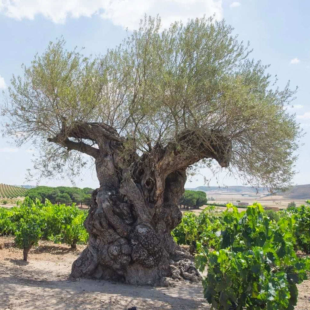 1,500 Year Old Olive Tree at Tr3smano