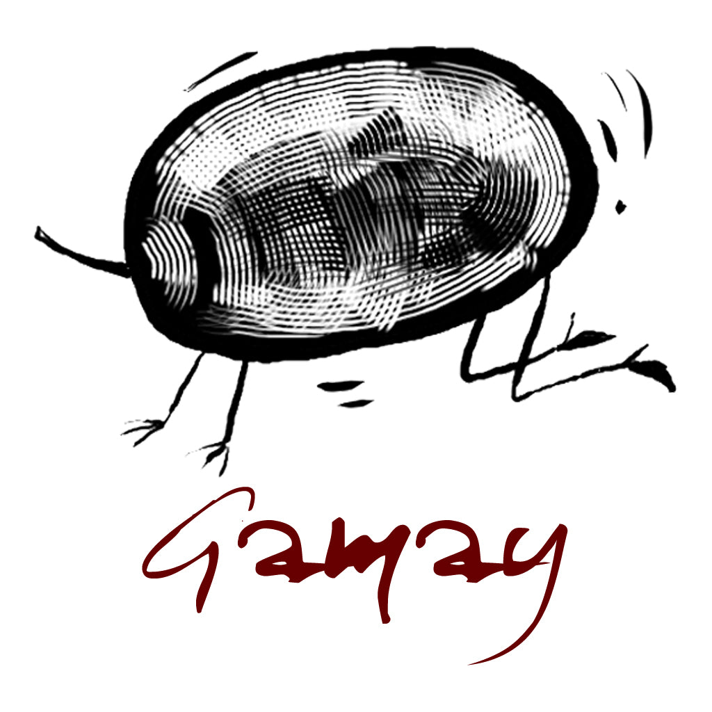 Gamay Grape Variety
