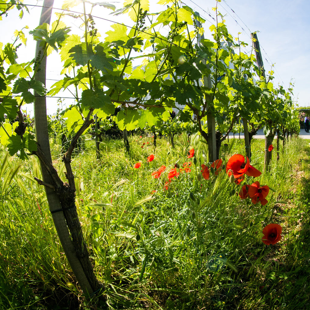 Vines in Kamptal Vineyard