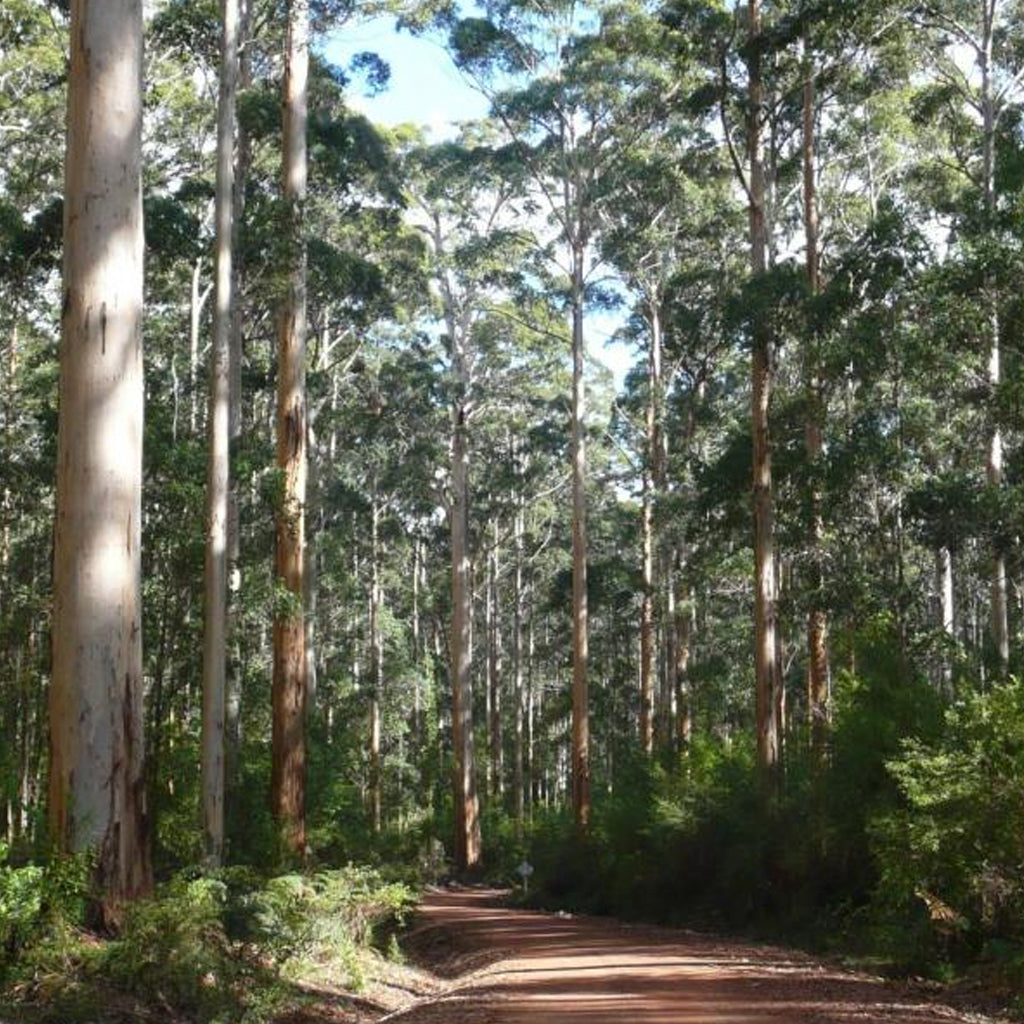 Karri Tree Forest in the Pemberton wine region of  Western Australia