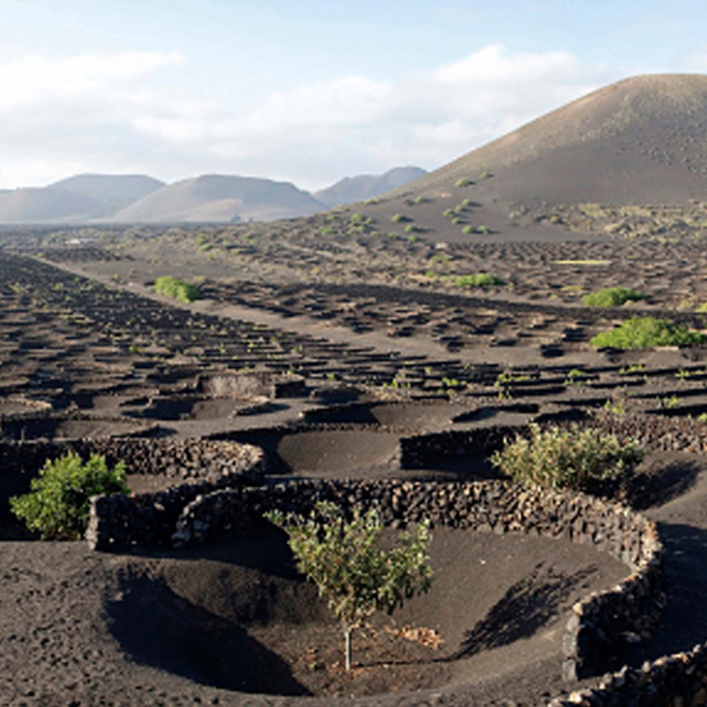 Volcanic vineyard landscape of Tenerife