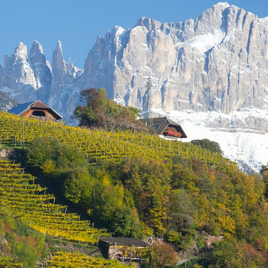 Vineyards and Mountains of Italy's Alto Adige Wine Region