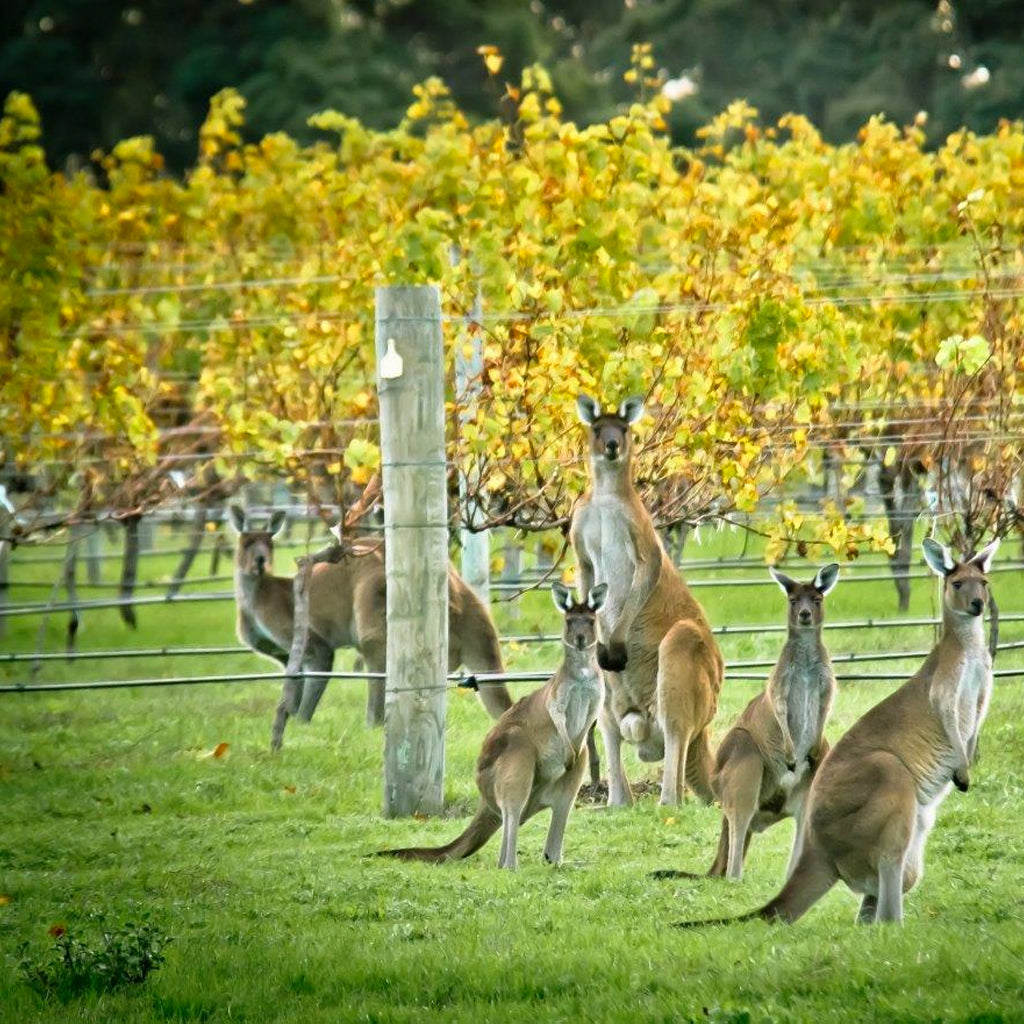Kangaroos in Australian Vineyards