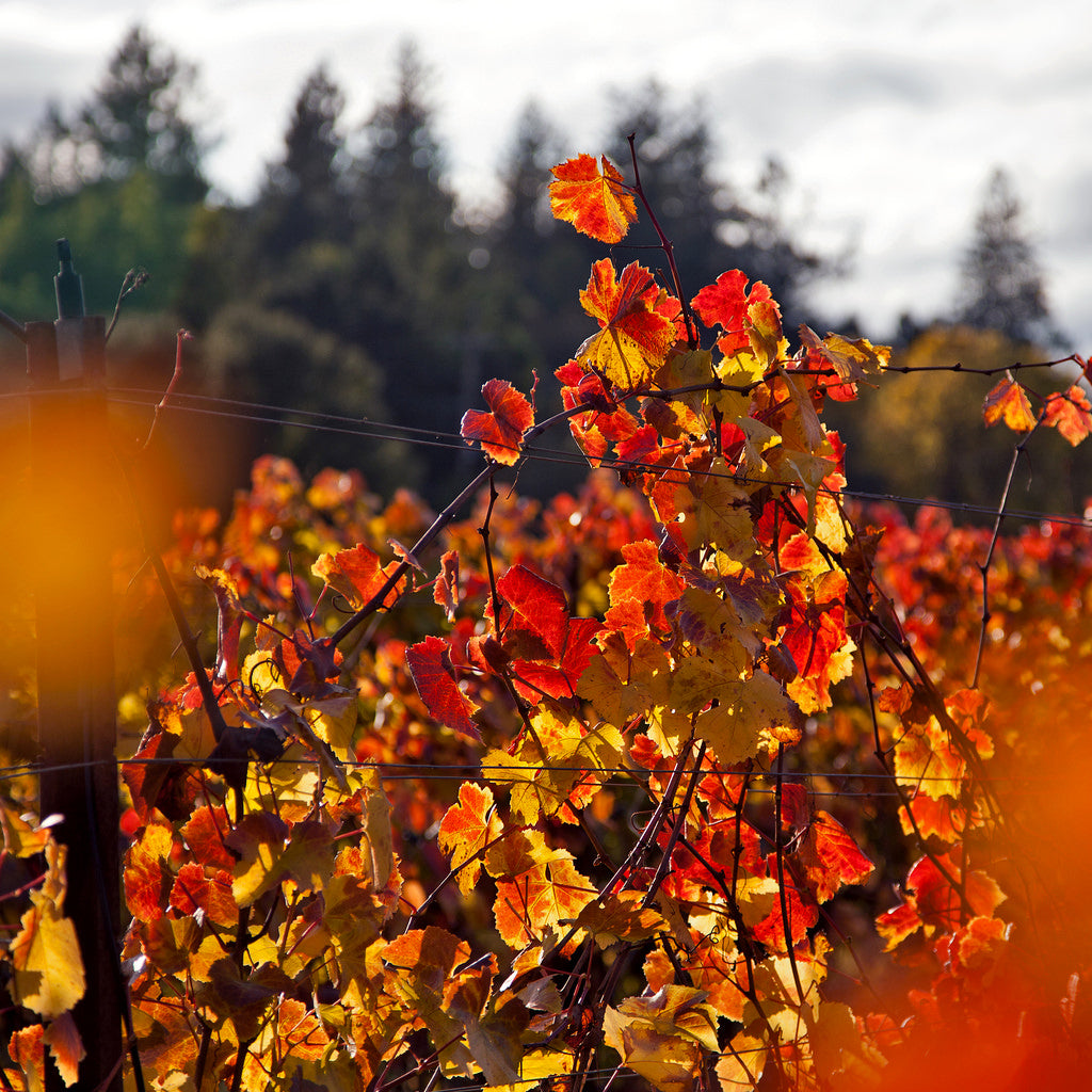 Featured Wines for Autumn