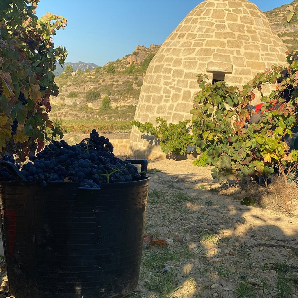 Bodegas de Ayala Vineyard Shelter