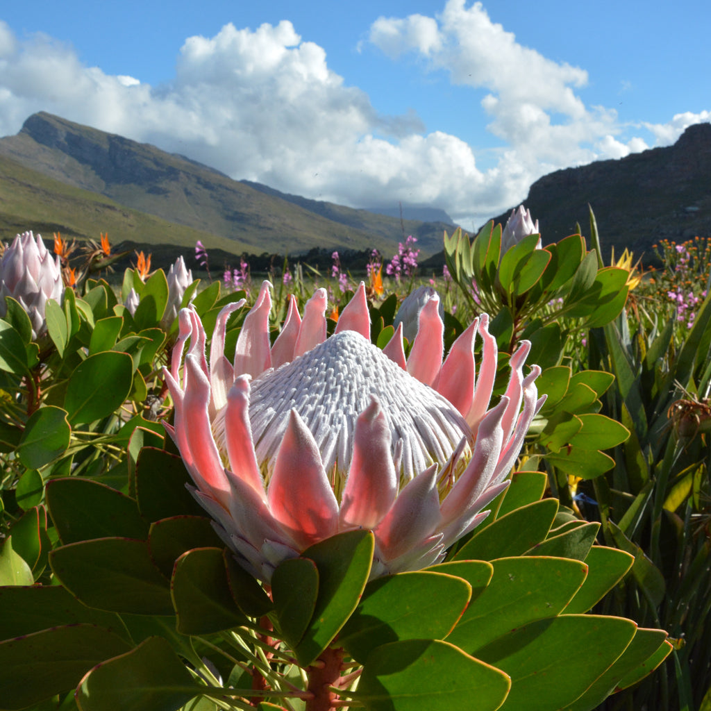Breedekloof Protea Flower and Mountains