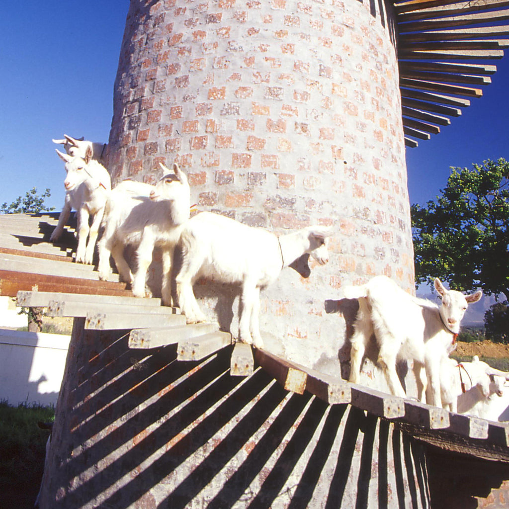 Goats at Fairview