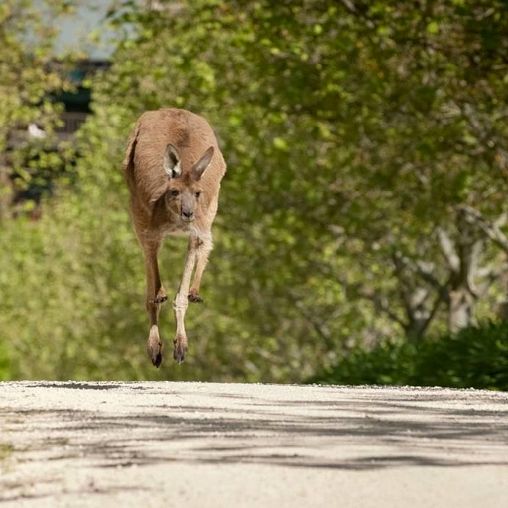 Skippy the Kangaroo at Geoff Hardy's K1 Cellar Door