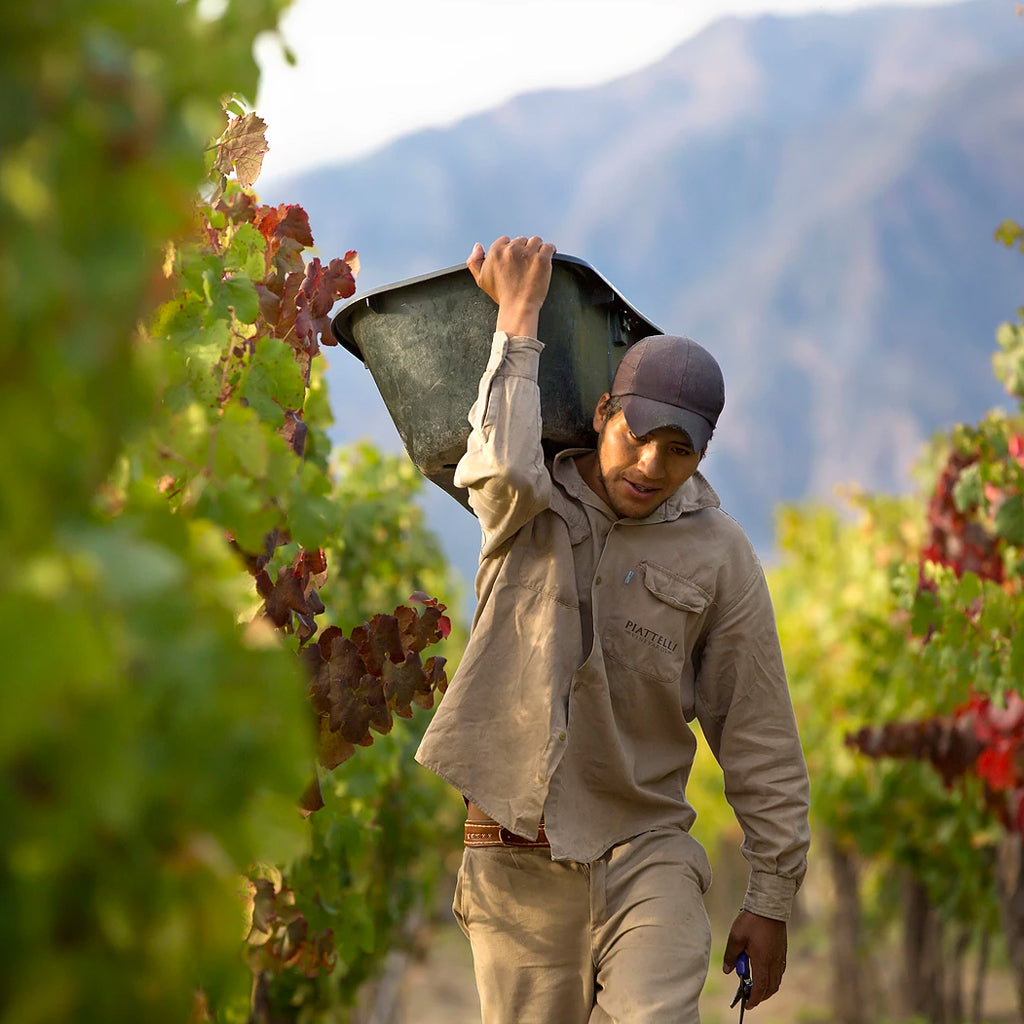 Vineyard Worker in Mendoza, Argentina