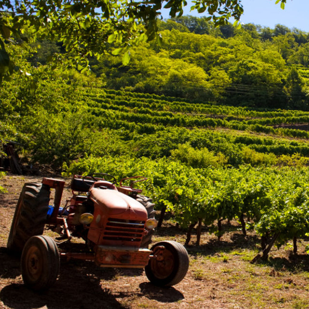 Vins de France, IGP & Vin de Pays