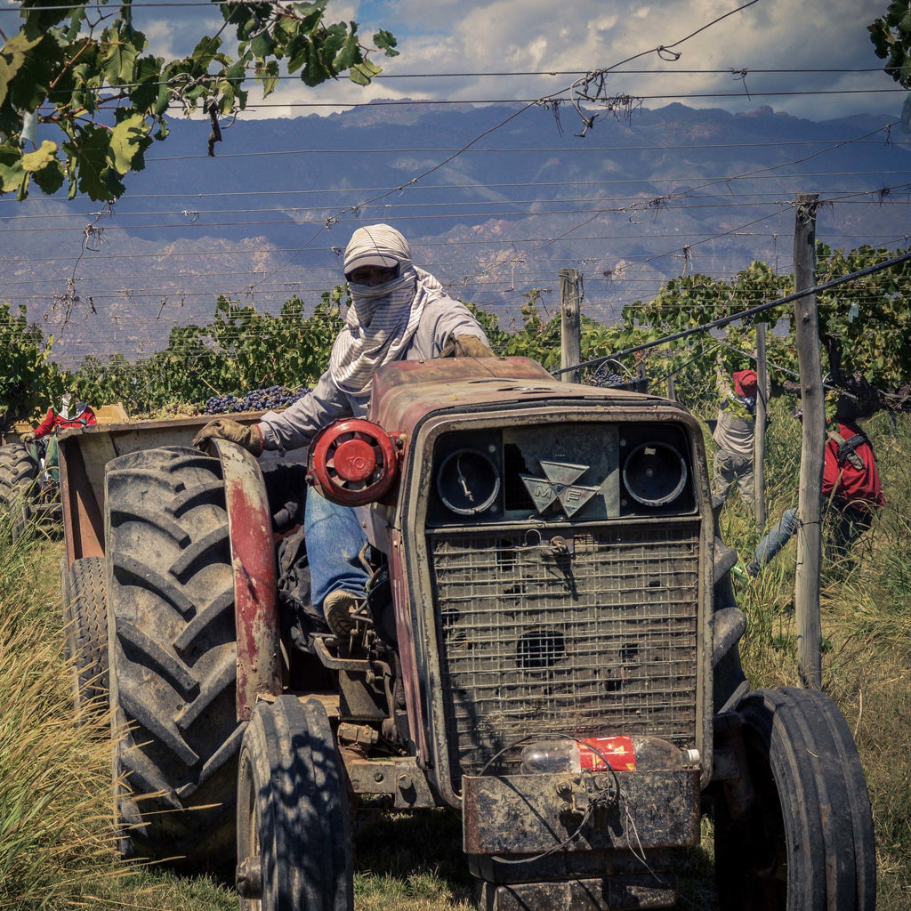 La Riojana harvest worker aboard tractor in vineyards