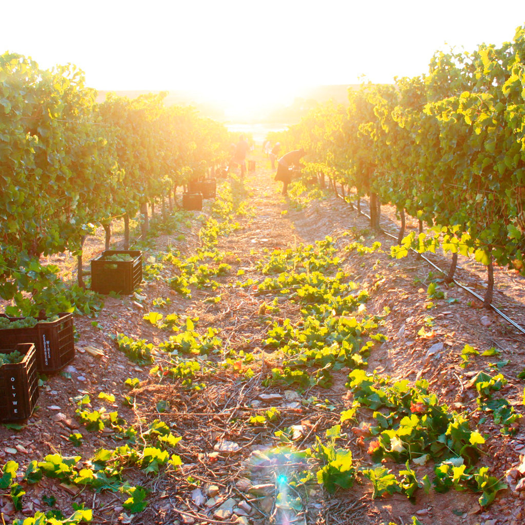 Vineyards in Elim, Cape South Coast, South Africa