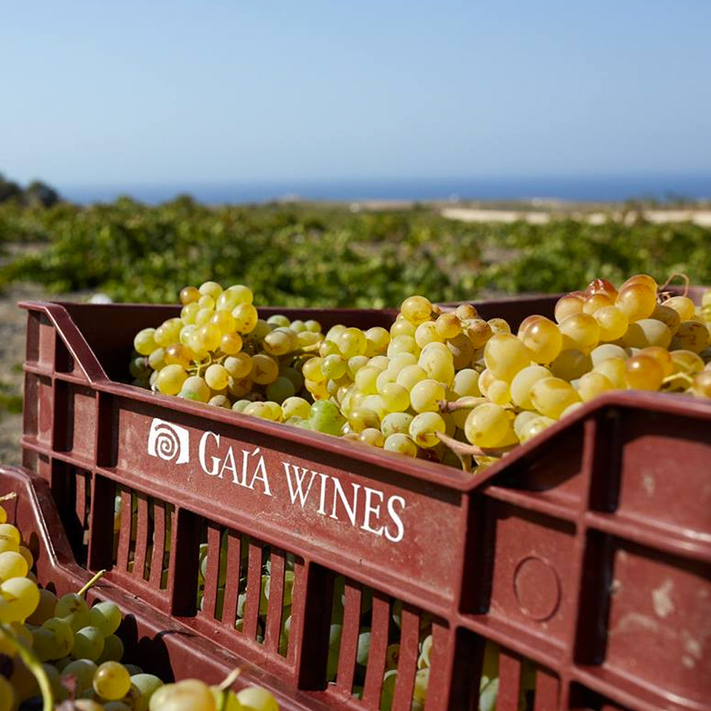 Gaia Wines | Santorini