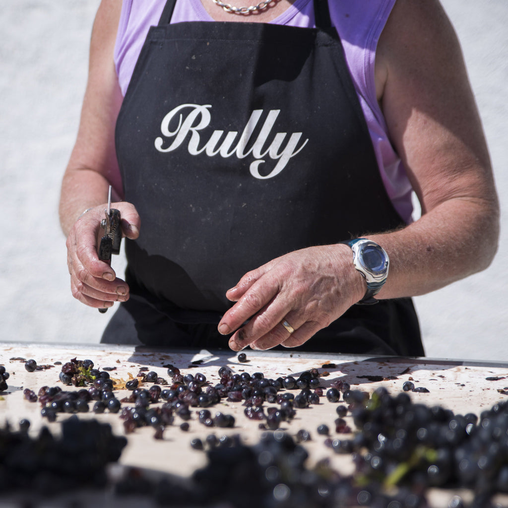 Lady with Rully apron stood at Domaine Jacqueson grape sorting table