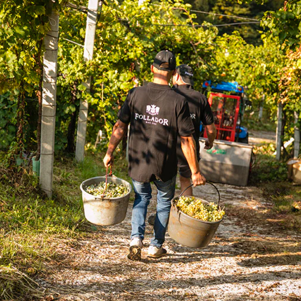 Follador Worker with freshly harvested grapes