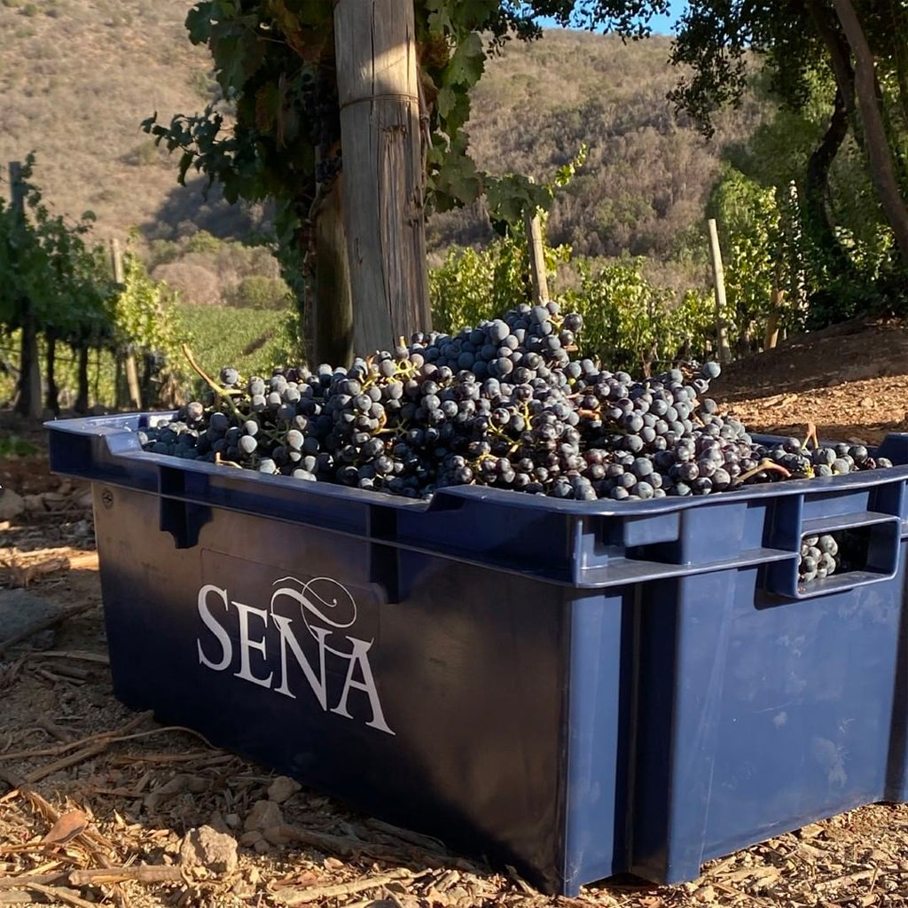 Seña branded harvest crate full of grapes in vineyard 