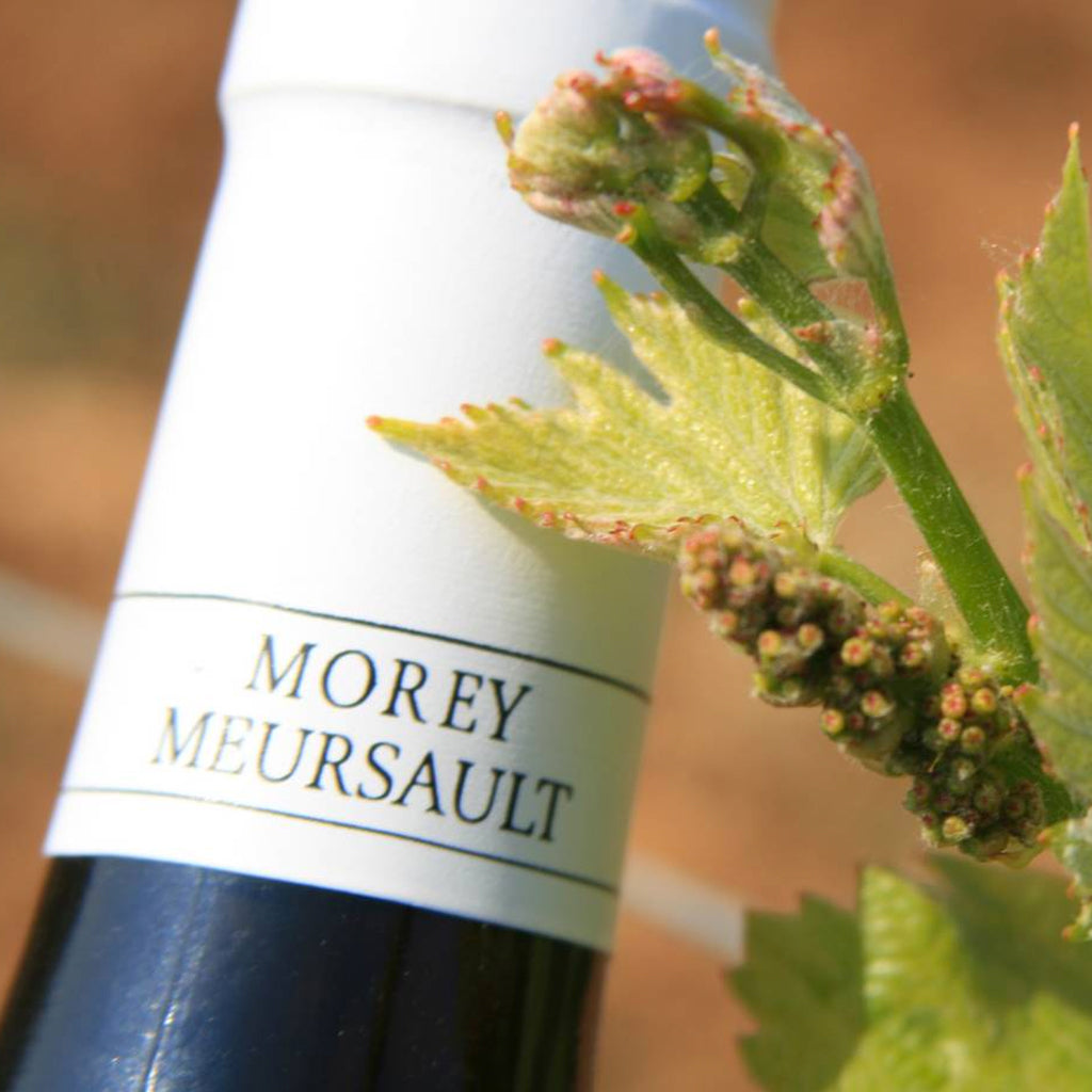 Pierre Morey Wine Bottle Capsule
