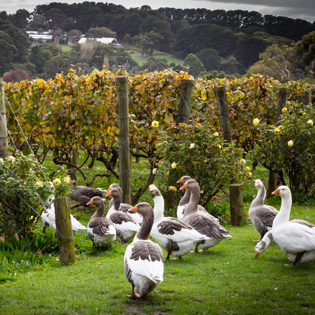 Geese in Paringa Estate Vineyards