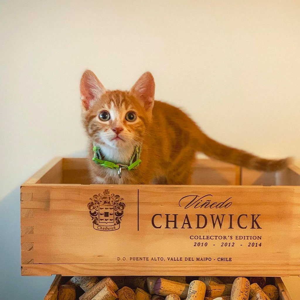 Kitten sitting in a Viñedo Chadwick Wooden Wine Case