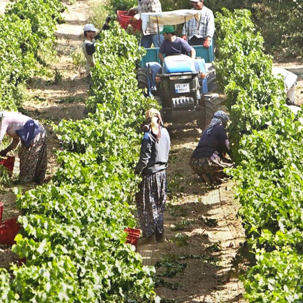 Grape pickers in the vineyards of Turkey