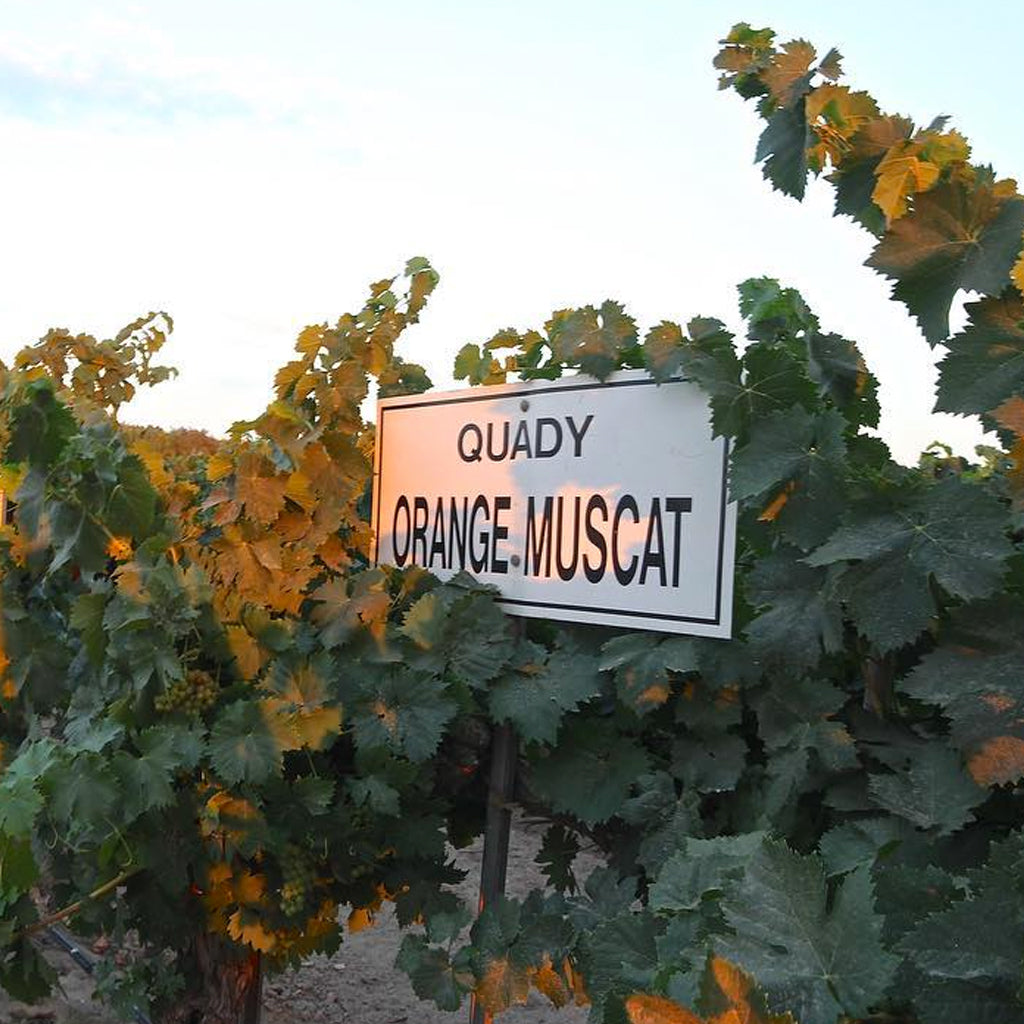 Quady Orange Muscat Vines in San Joaquin, California