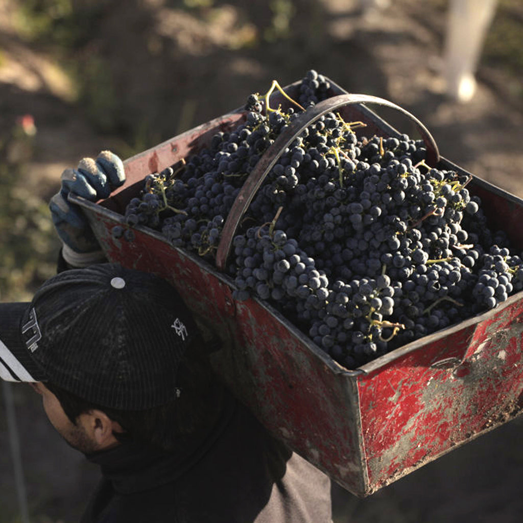 Tinto Negro | Mendoza, Argentina