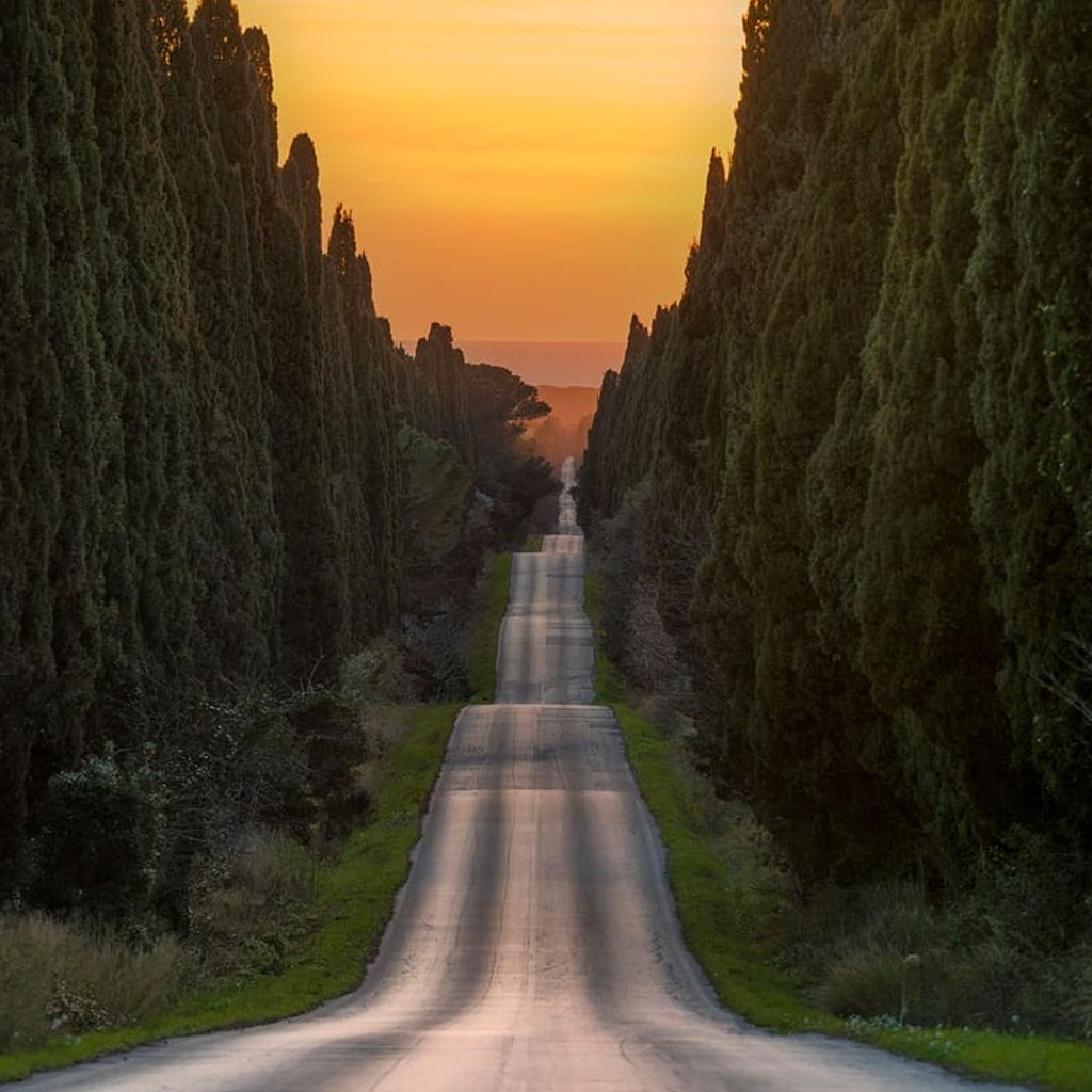 Viale dei Cipressi (Boulevard of Cypresses), Bolgheri