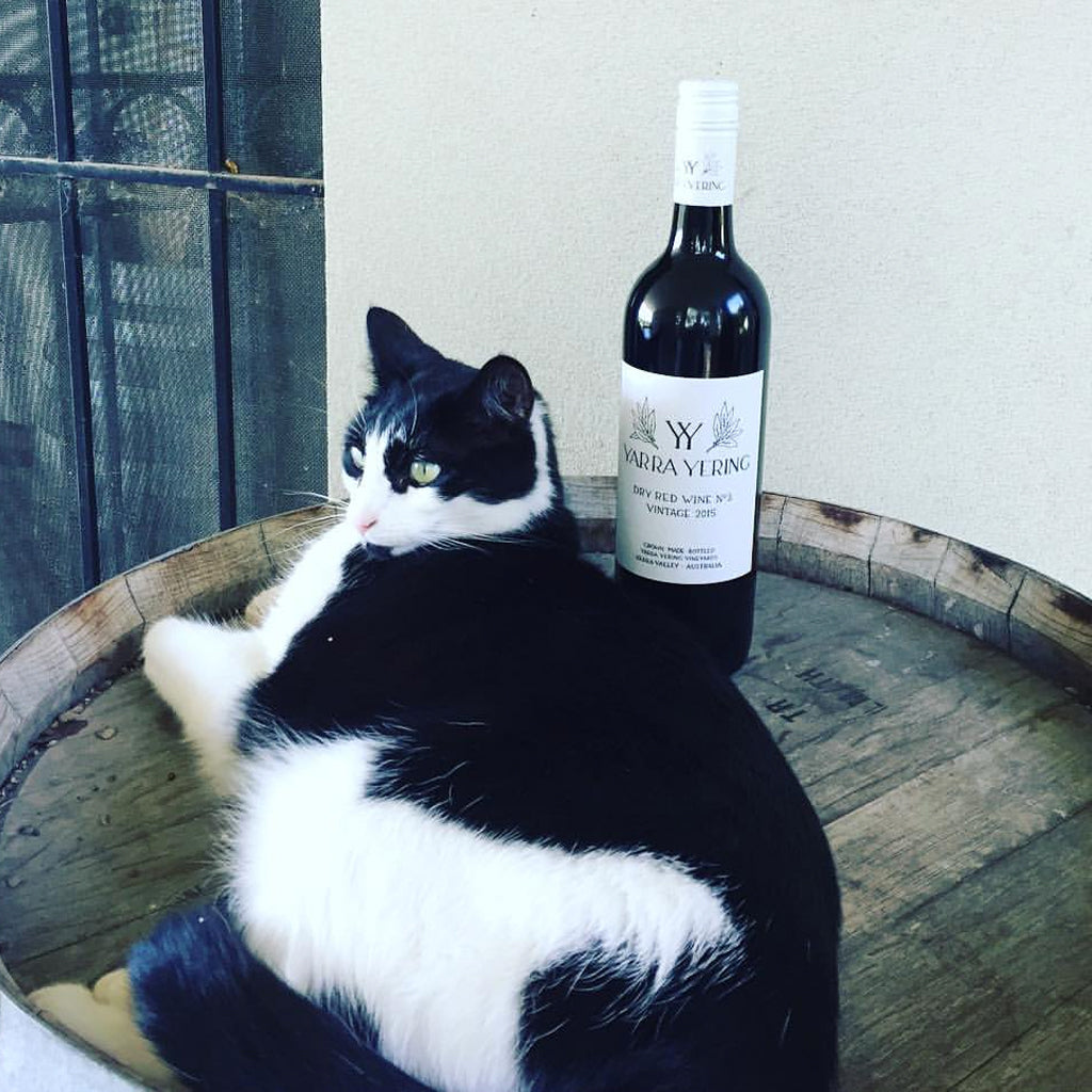 Yarra Yering Winery Cat laid on barrel with bottle of wine