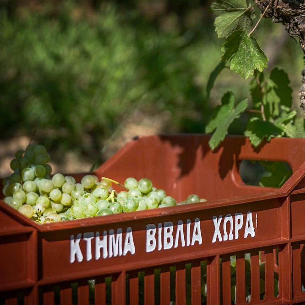 Grapes in Ktima Biblia Chora picking crate