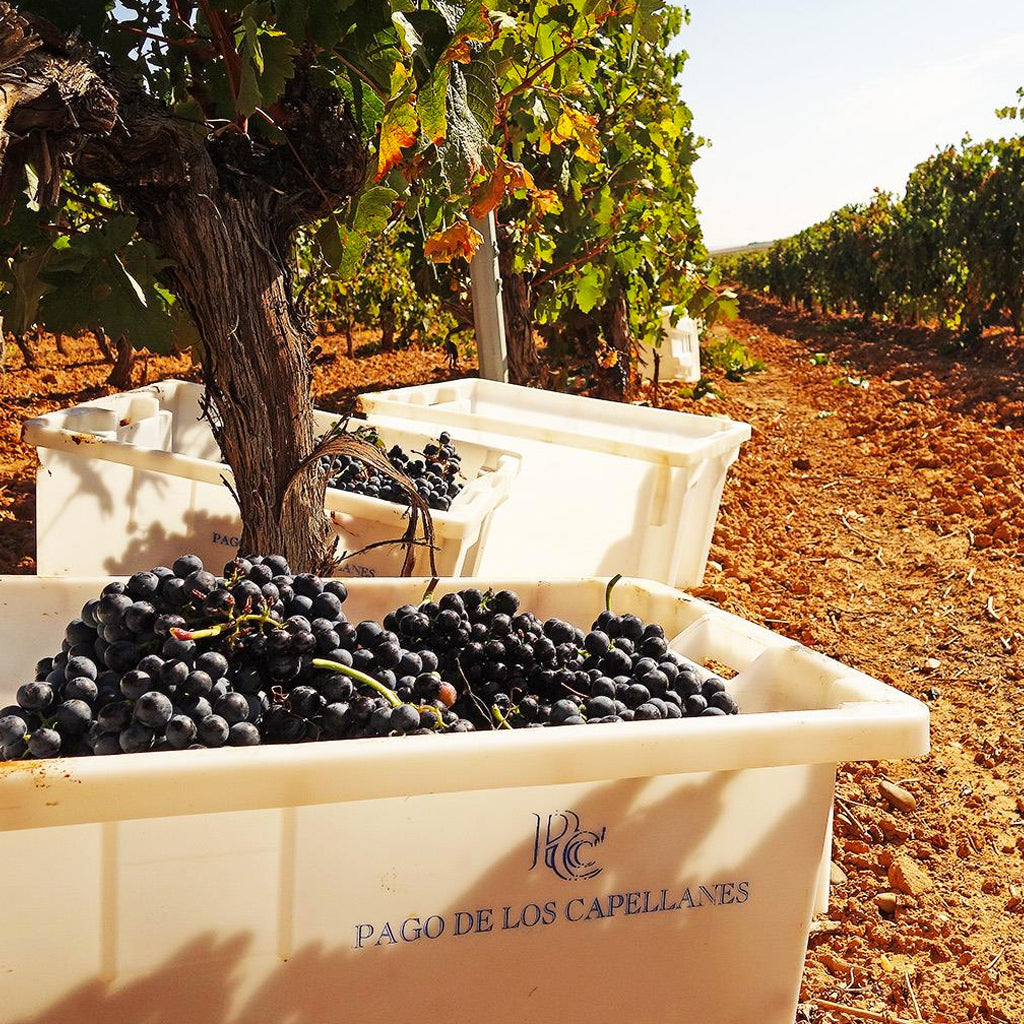 Pago de los Capellanes | Ribera del Duero, Spain