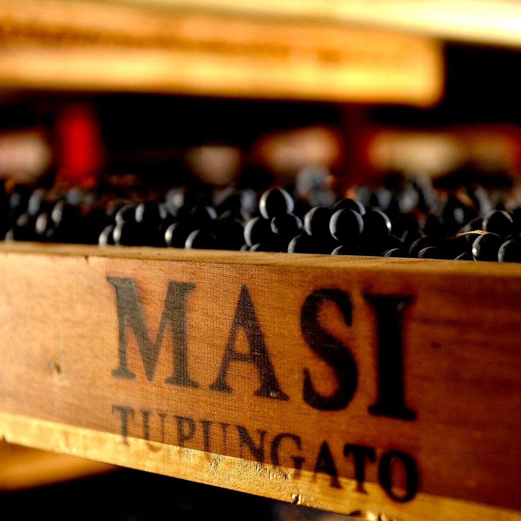 Grapes Drying at Masi Tupungato Argentina 