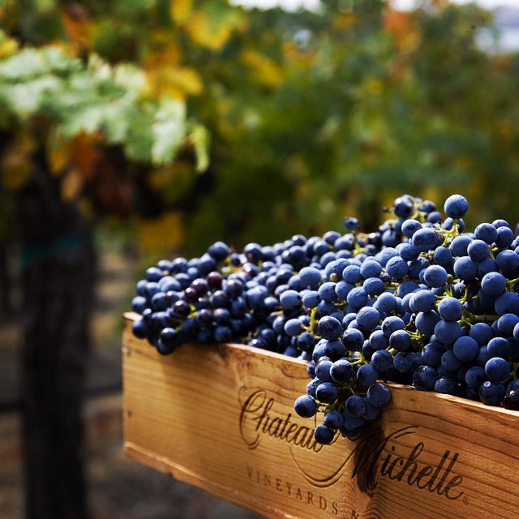 Grapes harvested in Chateau Ste. Michelle Collection Boxes