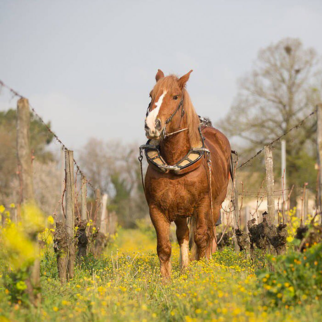 France | Bordeaux Supérieur