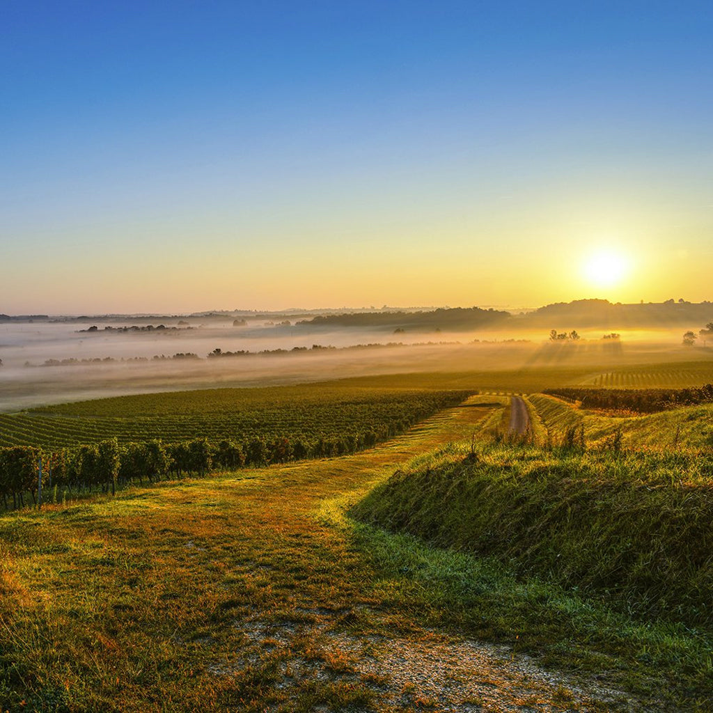 Sunrise in Vineyards of Entre Deux Mers