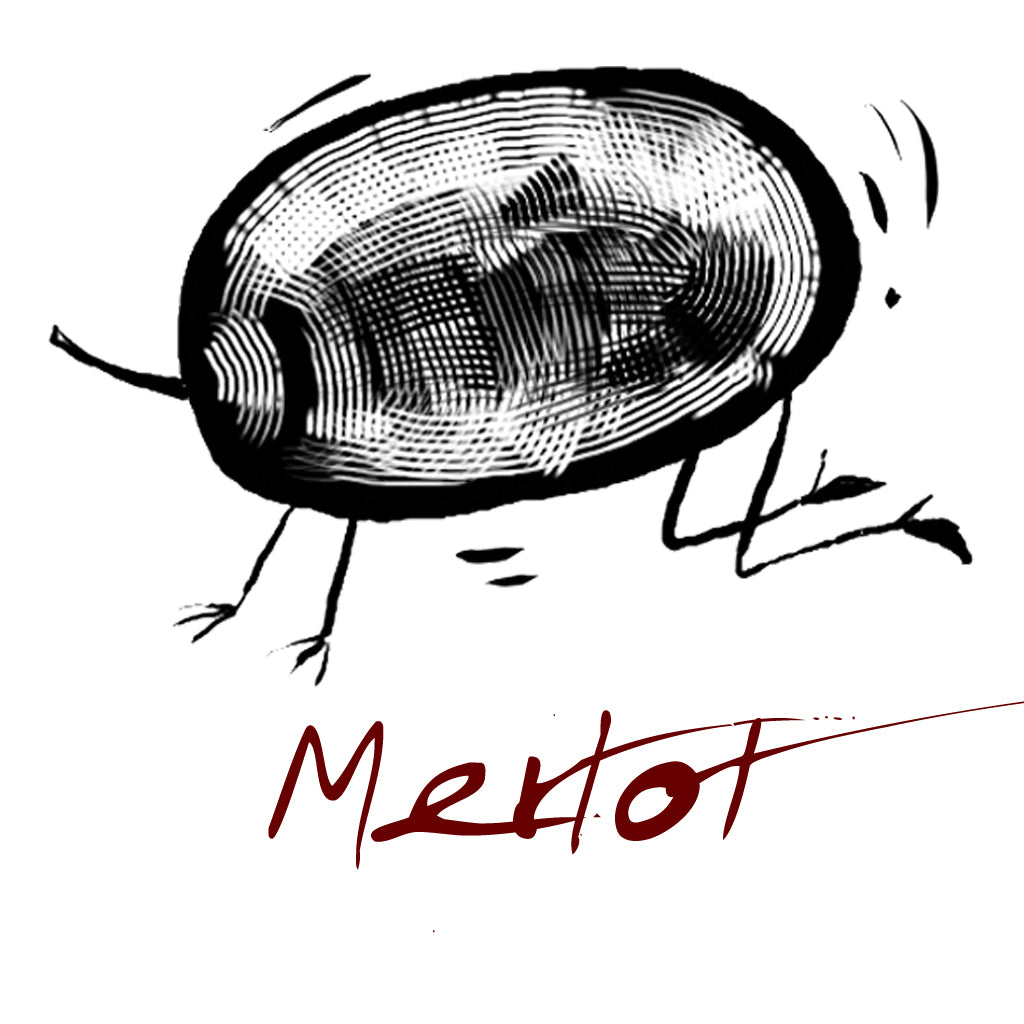 Merlot Grape Variety
