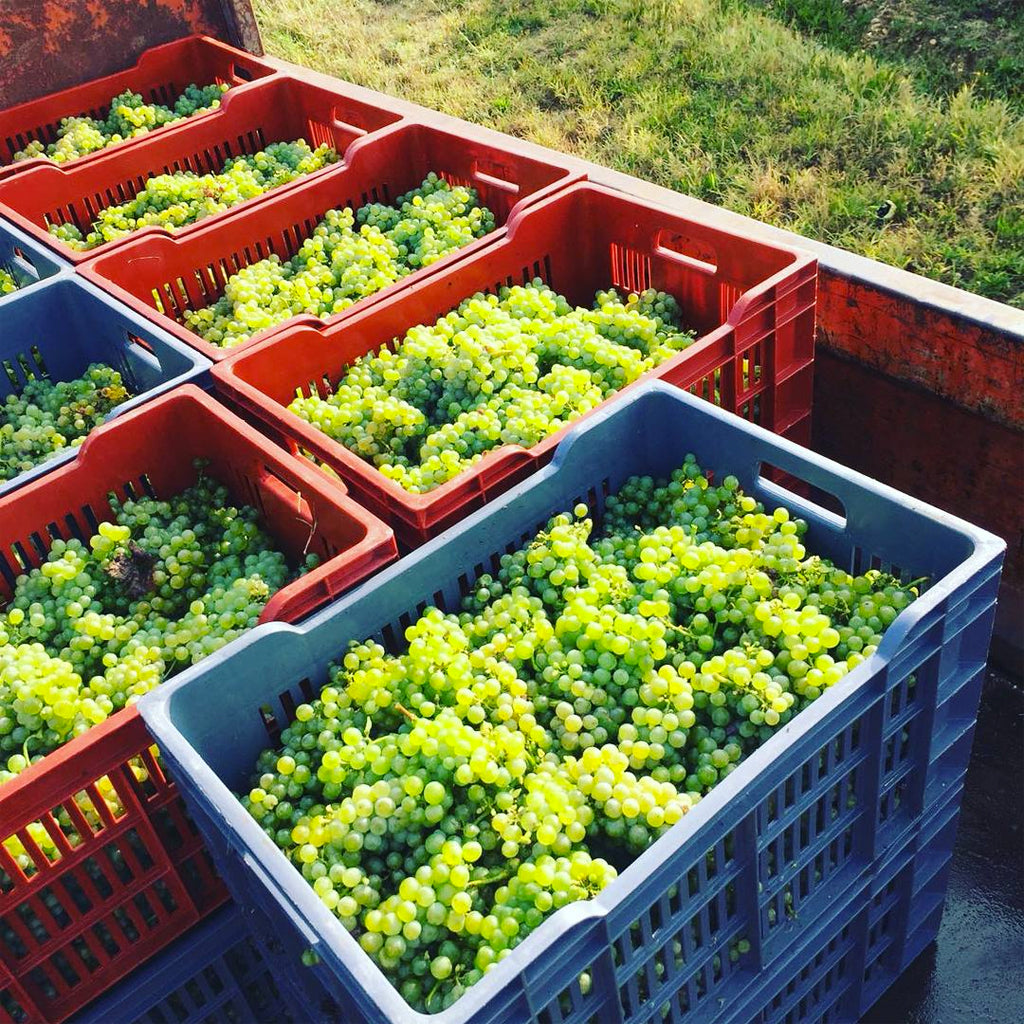 Sémillon Grapes Harvested in Sauternes