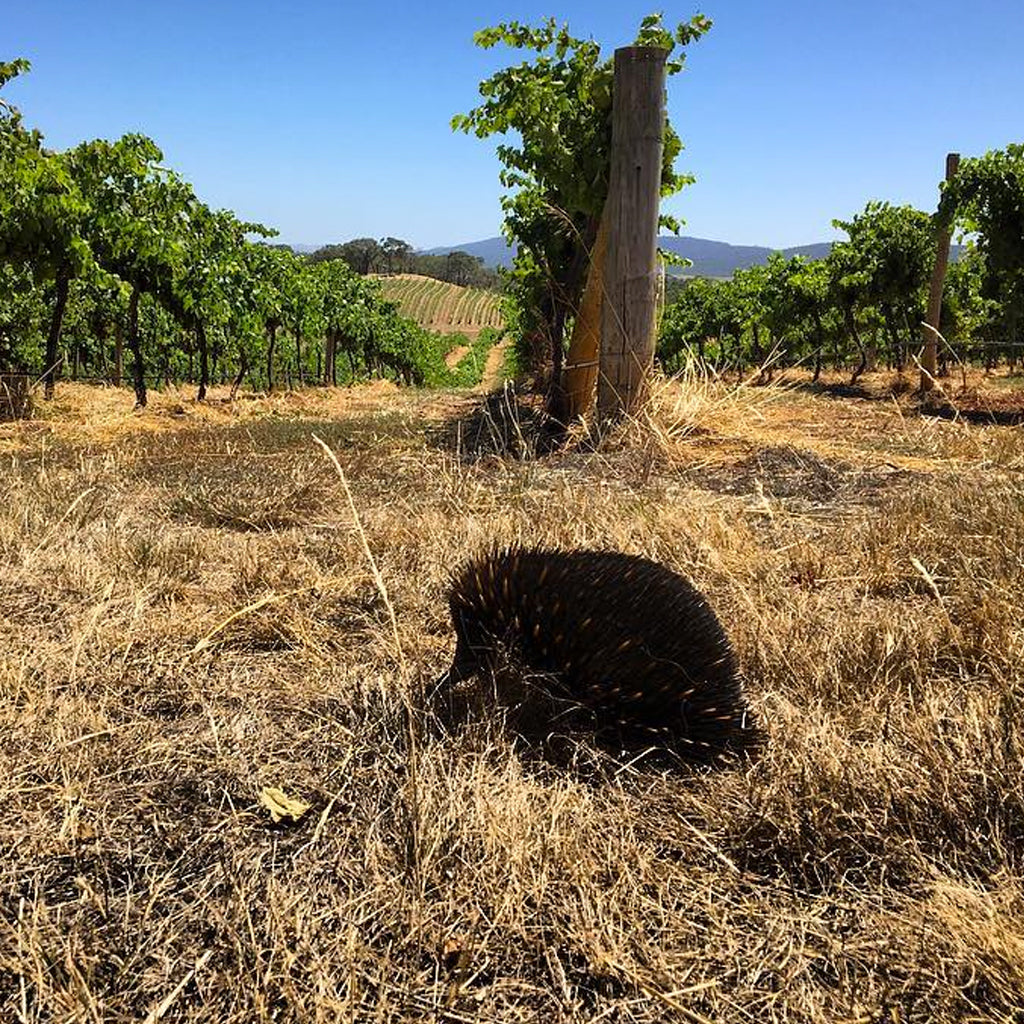 Local Wildlife Protecting Heathcote Vineyards