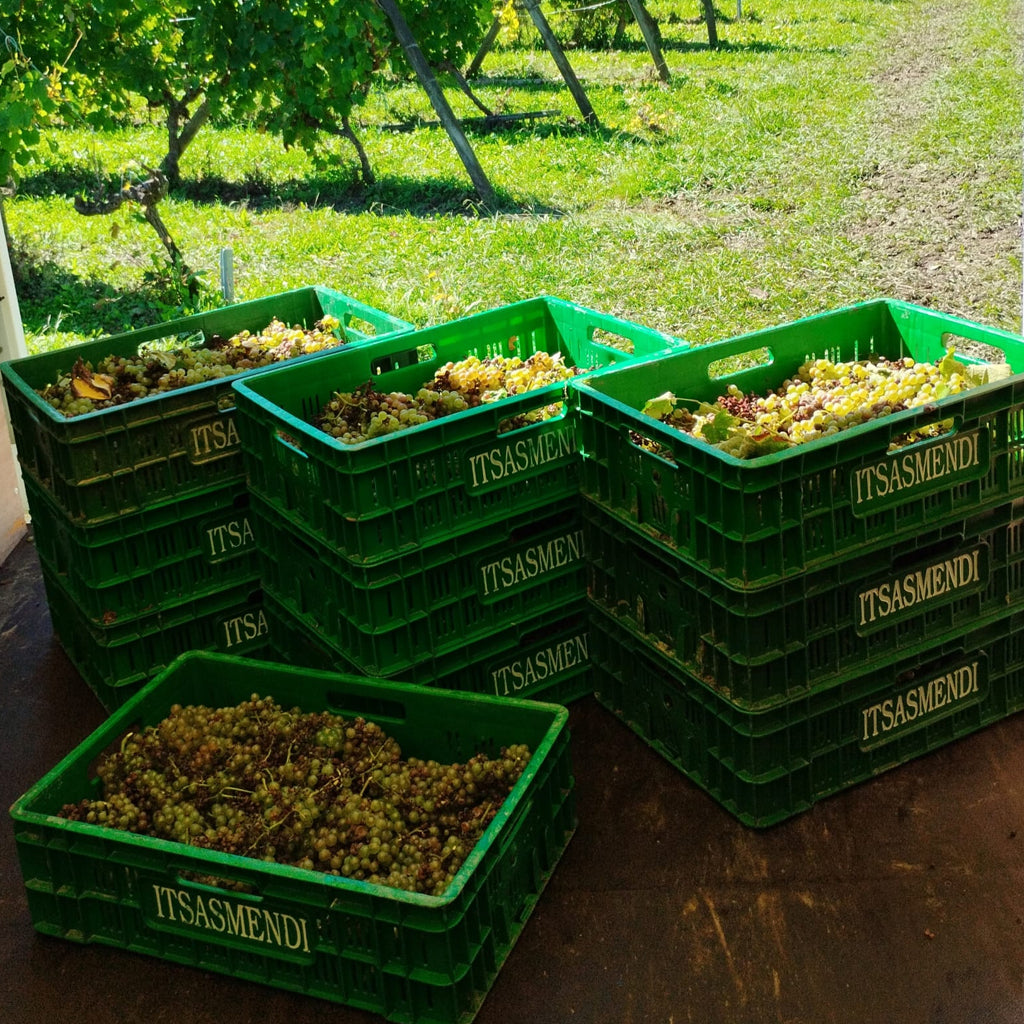 Bodegas Itsas Mendi Grape Picking Boxes with Hondarrabi Zuri Grapes