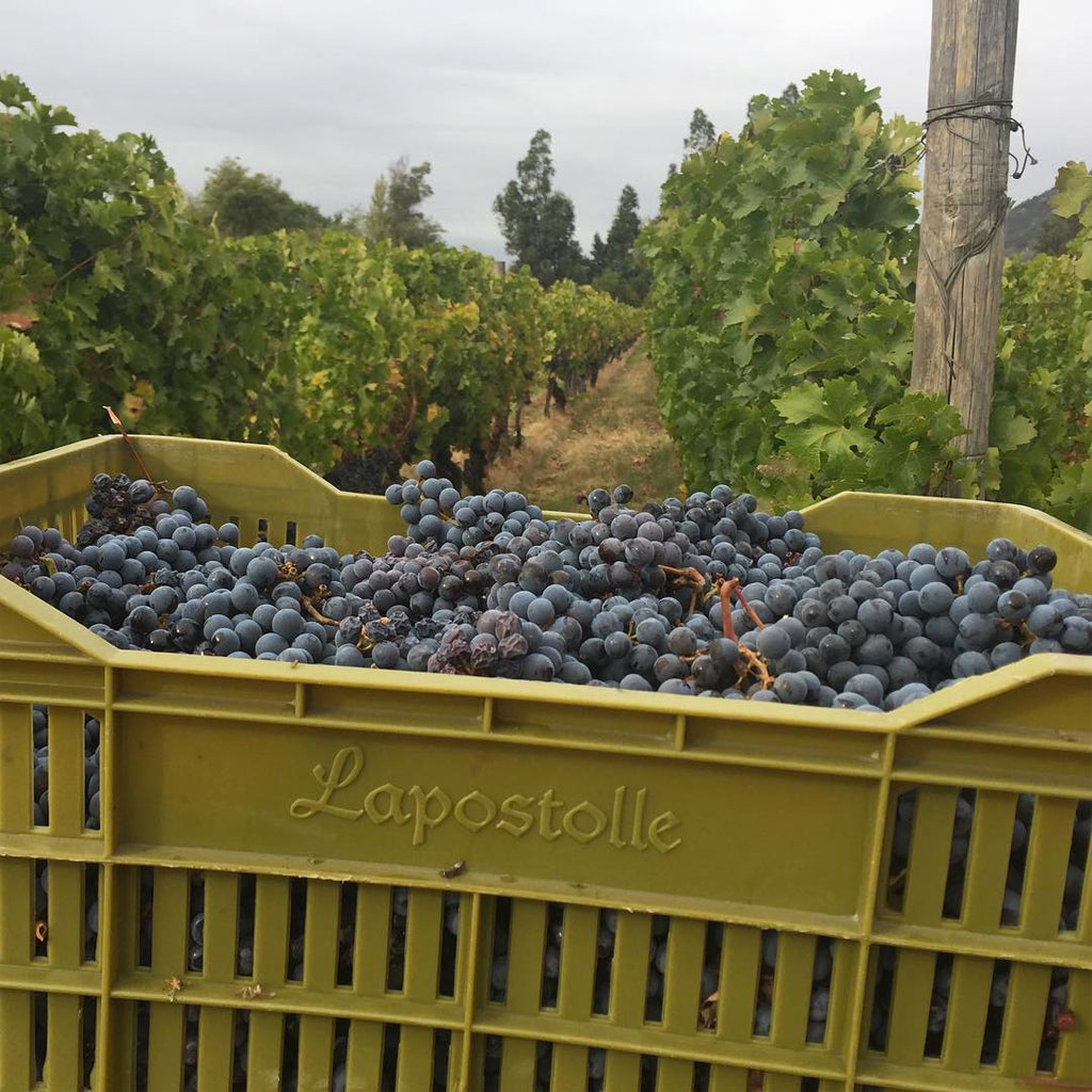 Lapostolle harvest crate filled with Cabernet Sauvignon grapes