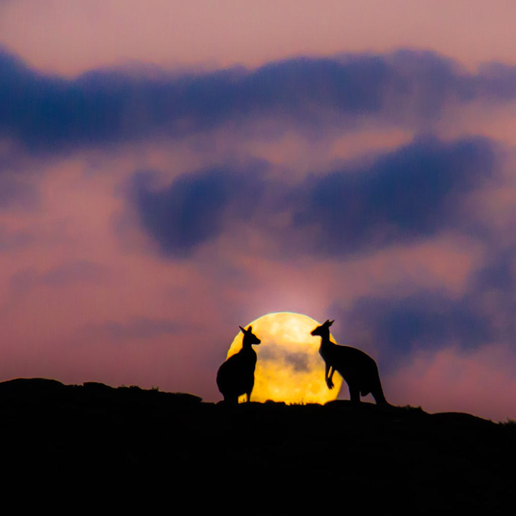 Kangaroo's observing a Super Moon over Margaret River in Western Australia