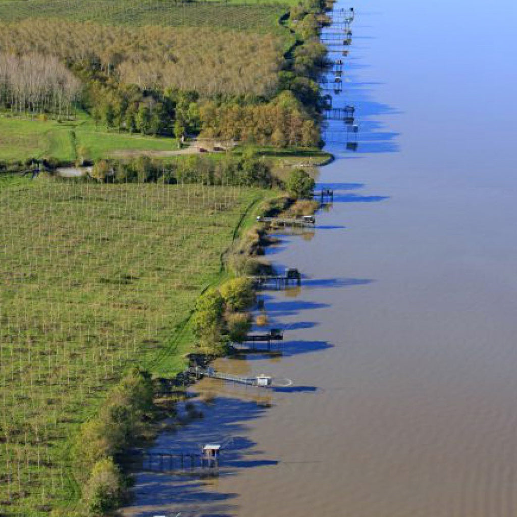 Vineyards in Margaux