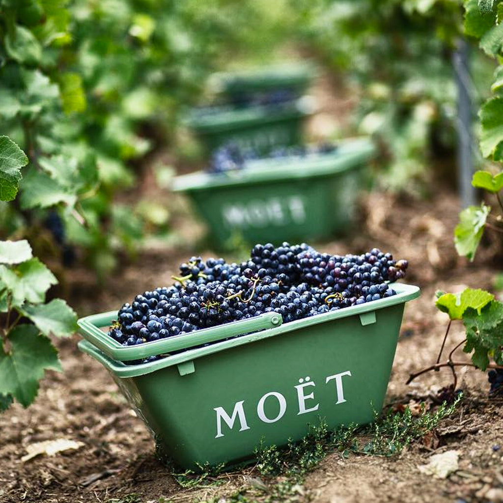 Grape Harvest in Champagne Moët Vineyards 